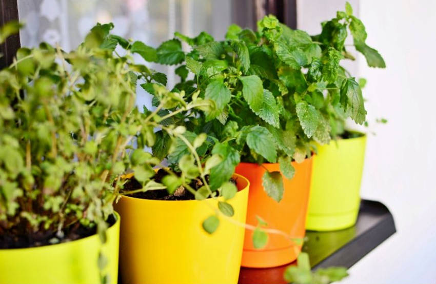 Herbs in Pot 2